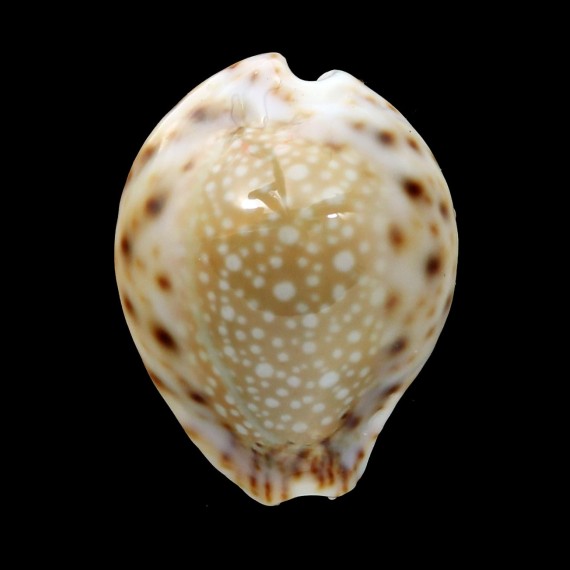 lamarckii redimita 28,4mm