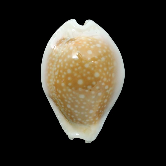 miliaris 27,6mm