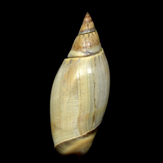 testacea