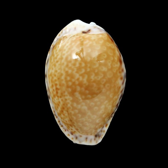 acicularis 24,0mm