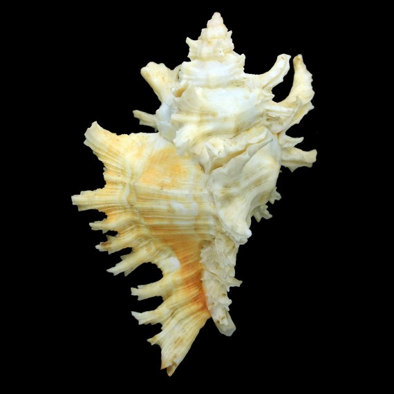 bifrons 113,8mm YELLOW RARE
