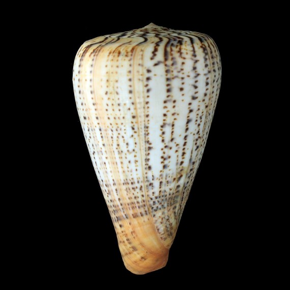 suratensis 126,0mm BIG