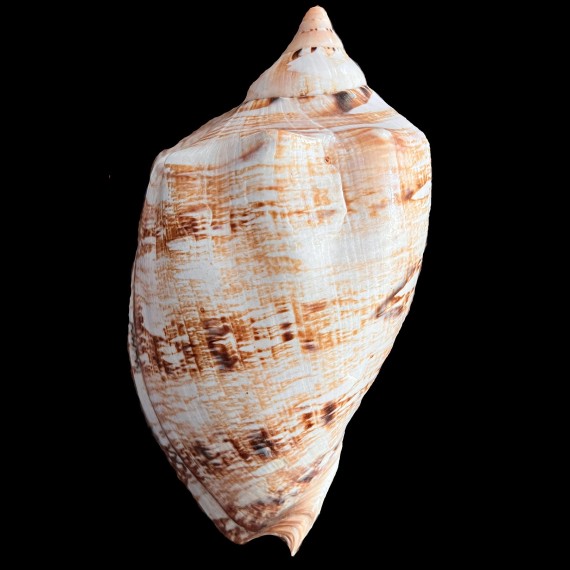 magnifica 241,4mm SUPERB