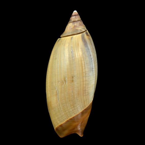 propatula