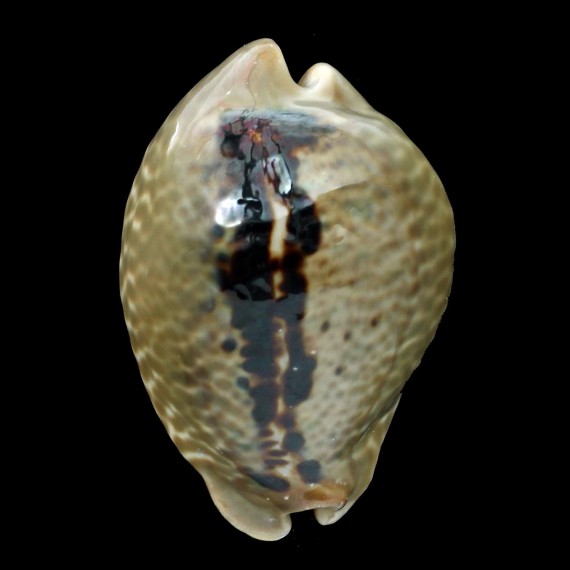 mus 52,1mm DARK