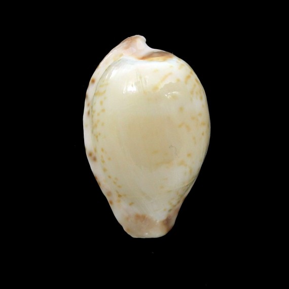 algoensis 23,5mm