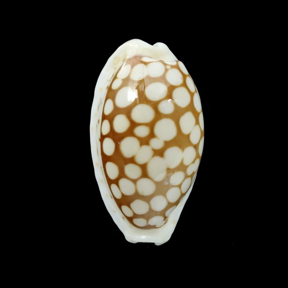 cribraria zadela 27,6mm VANUATU