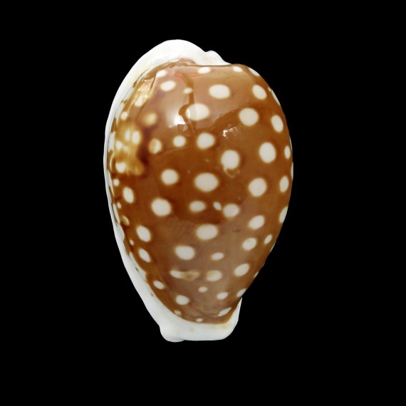 rottnestensis 27,1mm
