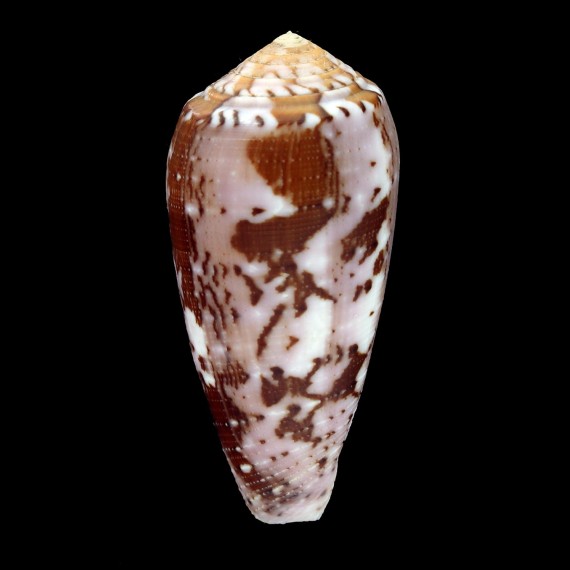 floccatus 54,2mm BELLONA REEF