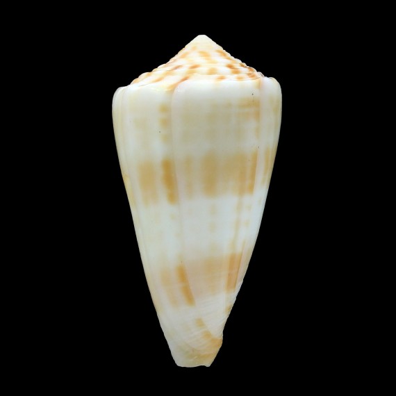 sandwichensis 45,8mm GIANT