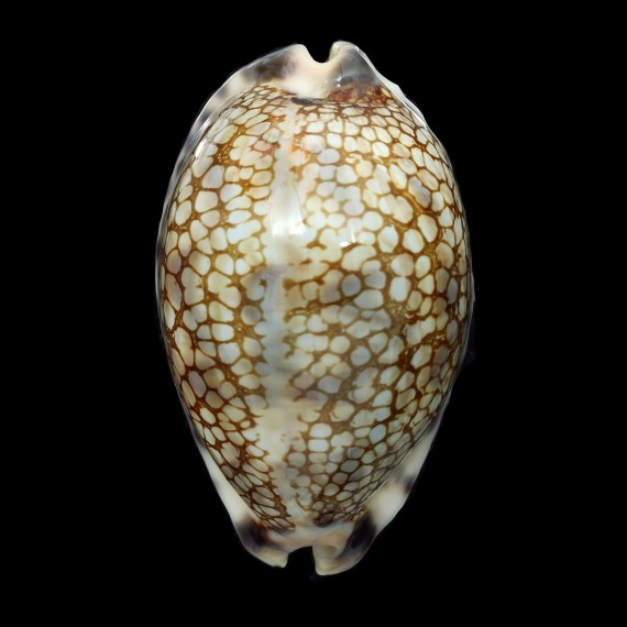 histrio westralis 66,8mm