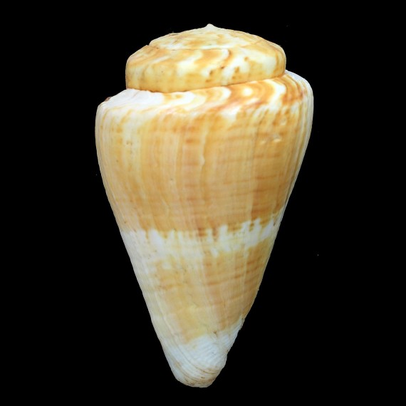 trigonus 86,0mm BIG