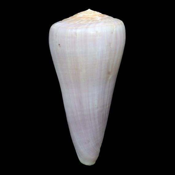 berdulinus 86,08mm