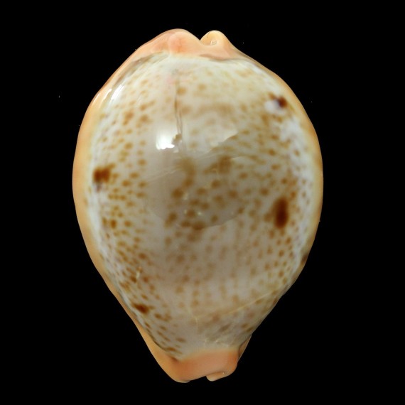 porteri 50,0mm