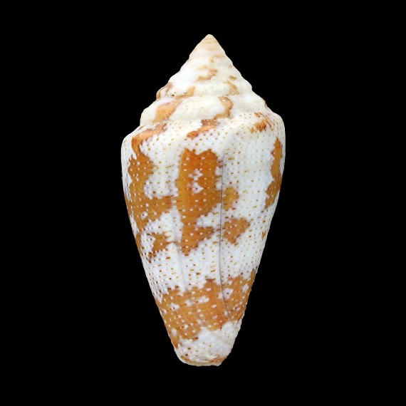 curassaviensis 40,3mm BIG