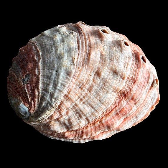 rufescens 190,0mm