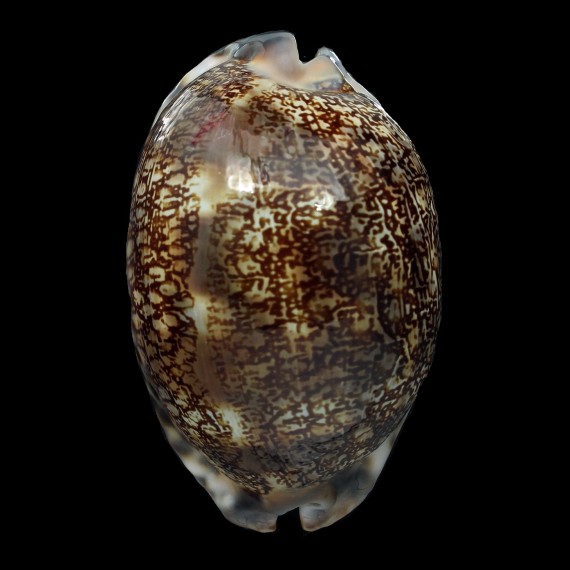 arabica immanis 88,4mm
