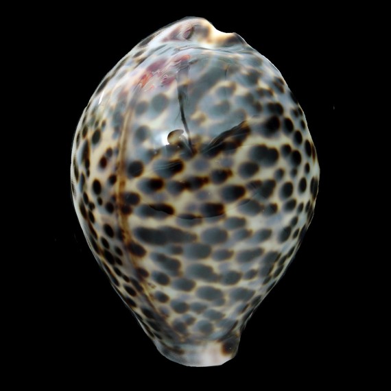 tigris 83,8mm MAURITIUS
