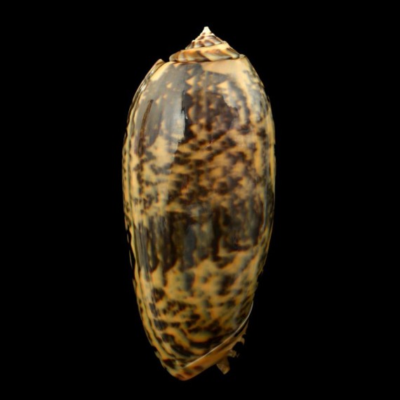 tremulina flammeacolor