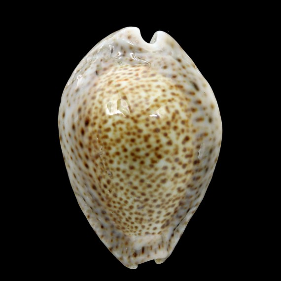 turdus winkworthi 49,2mm