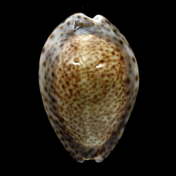 turdus winkworthi 40,4mm