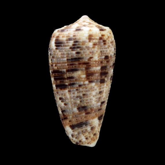 nimbosus 37,6mm