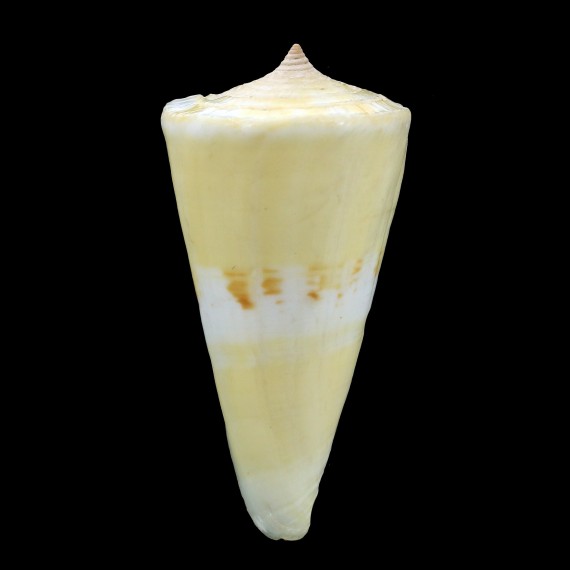 voluminalis 55,3mm