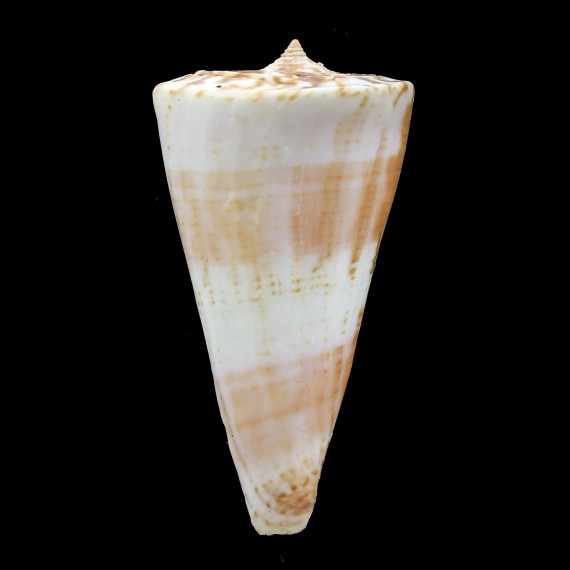 voluminalis 61,0mm