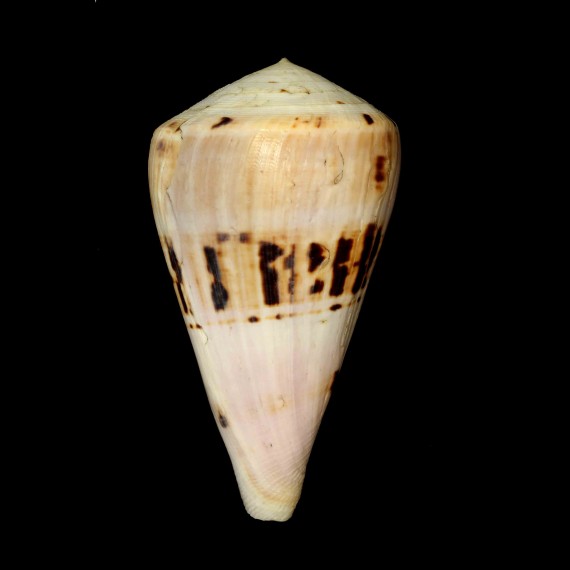 tisii
