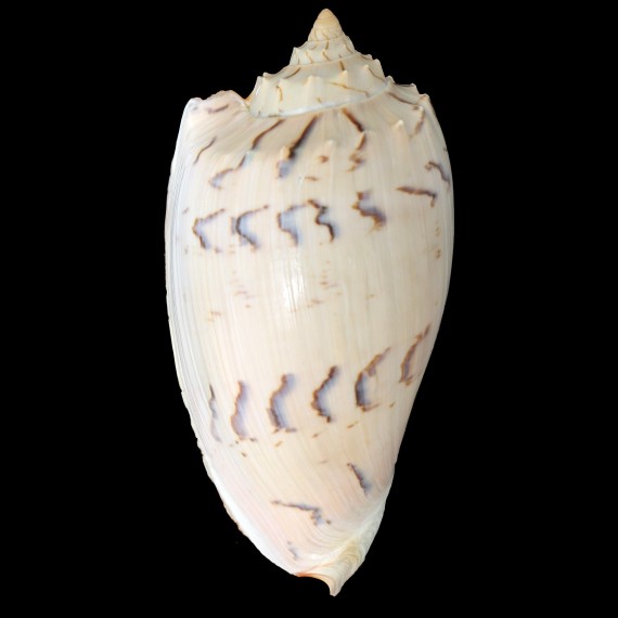 hunteri 134,2mm