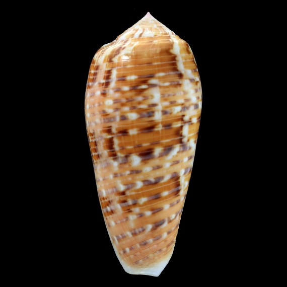 dusaveli 79,0mm