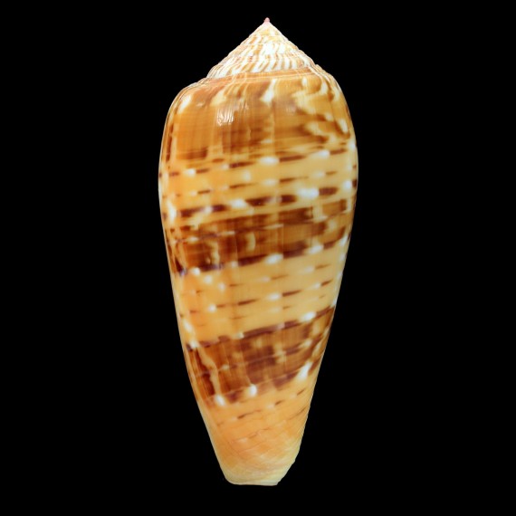 dusaveli 84,2mm