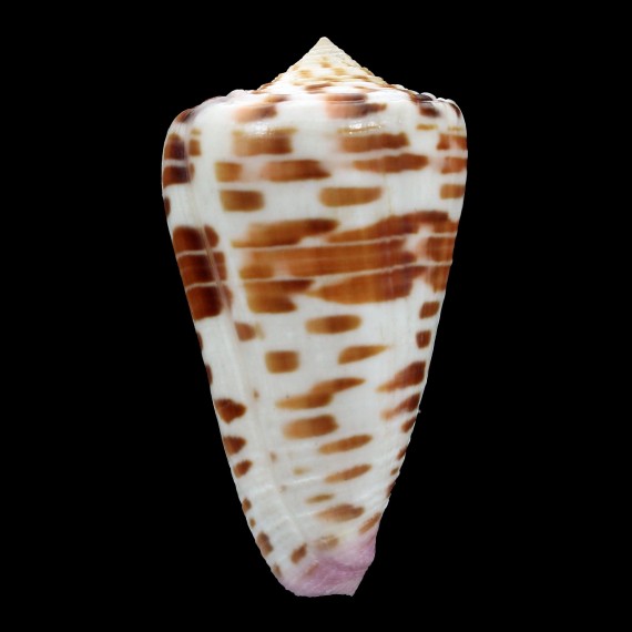 tessulatus edaphus 48,4mm