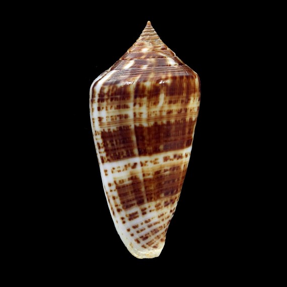 iodostoma 45,1mm UNCOMMON