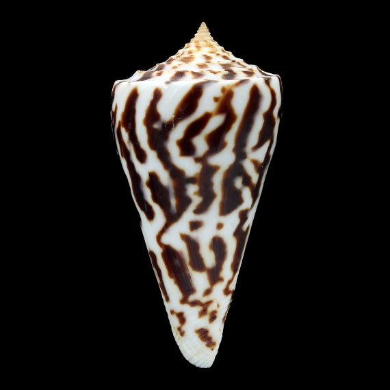 emarginatus 70,5mm DARK