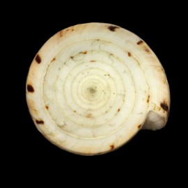 tisii