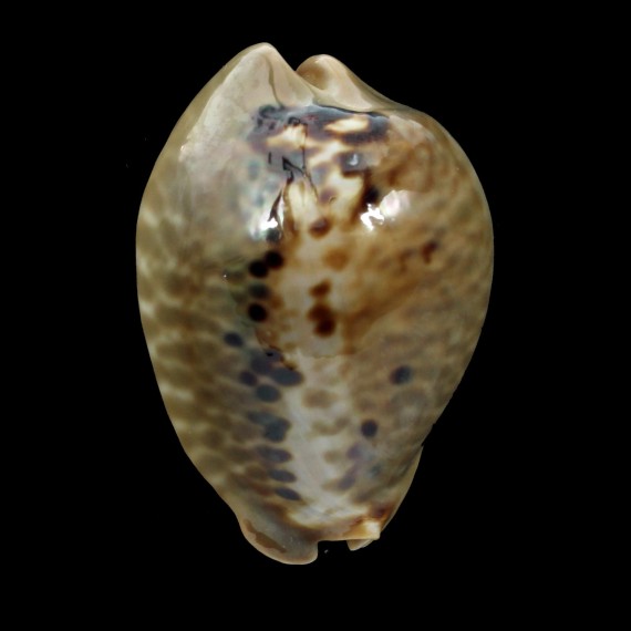 mus 39,2mm DAWARF