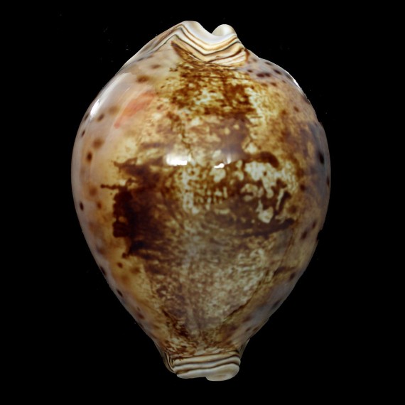 valentia 86,2mm SUPERB