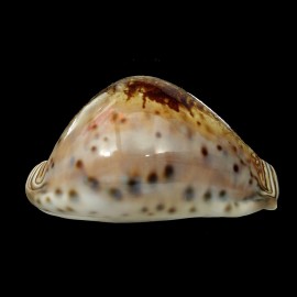 valentia 86,2mm SUPERB