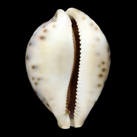 valentia 86,2mm SUPERB
