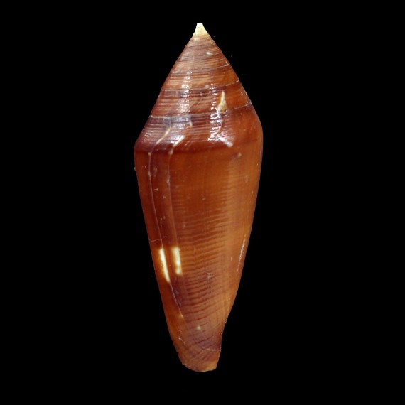 lani 46,2mm