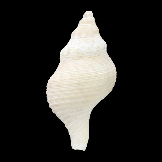 castillai 62,2mm  BIG