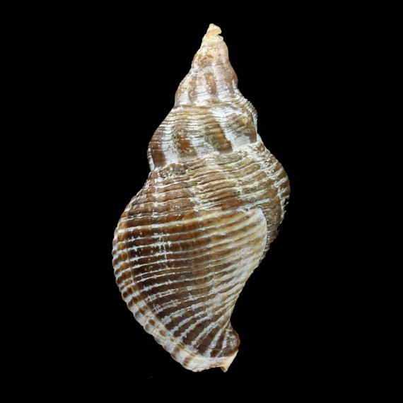 dirum 40,1mm