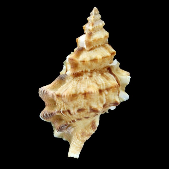 quirihorai 64,7mm