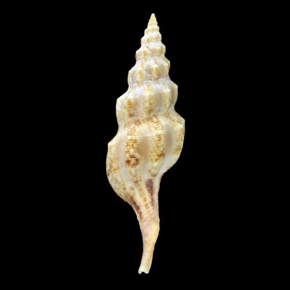 walleri 66,0mm
