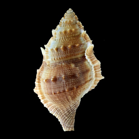 cristinae 105,0mm BIG
