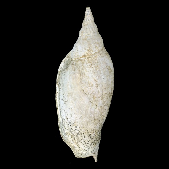 larochei tigrina 130,0mm BIG