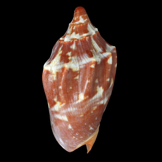 aulica 117,4mm