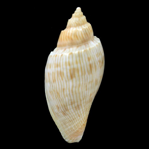 studeri 52,3mm