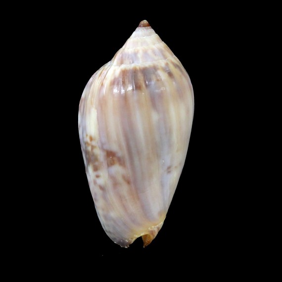 zelindae oceanica 29,3mm